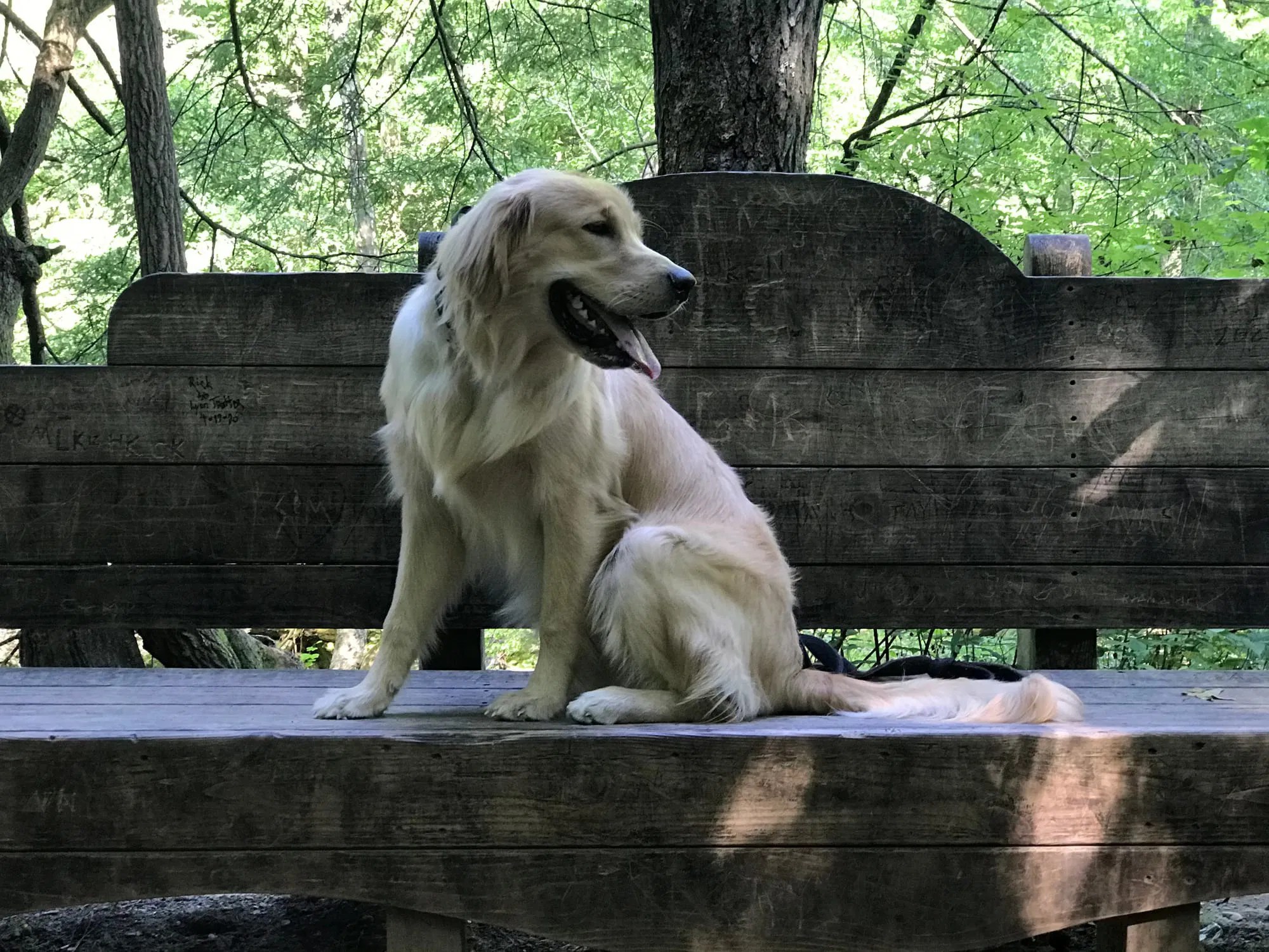 The Gatlinburg Trail A DogFriendly Hike