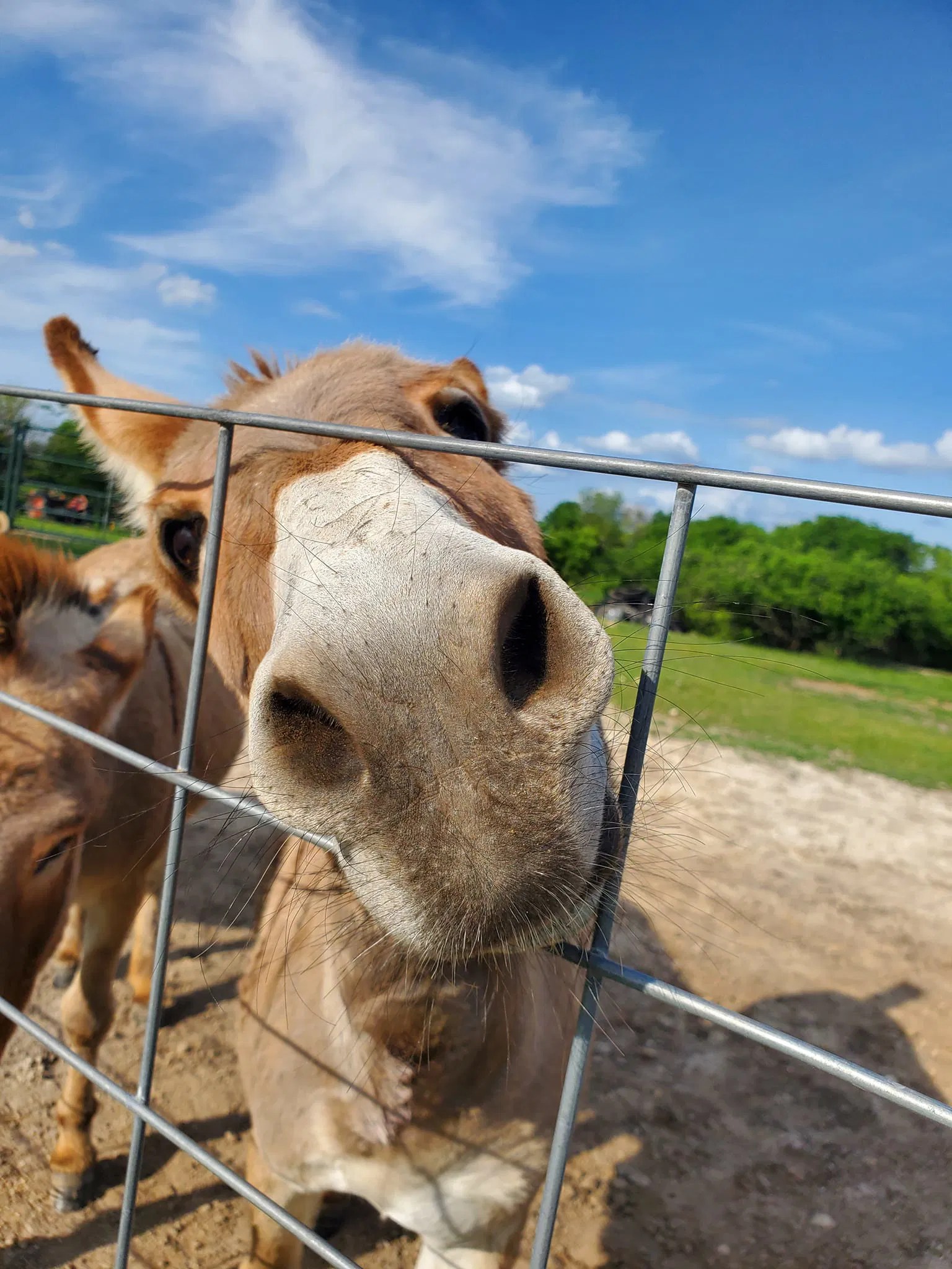 5. My Heart's Desire... (Written 5/19/22) Donkeyful Life