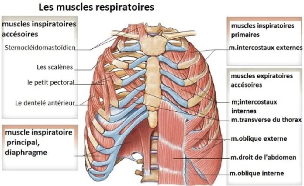 Débloquer sa cage thoracique avec des étirements et du renforcement
