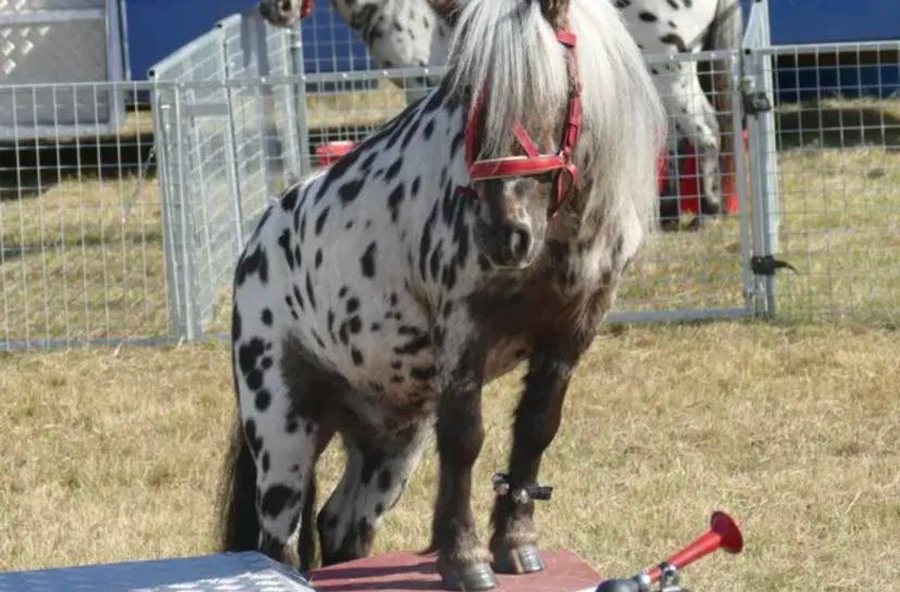 Pony Pantry 2023 Christmas Coupons & Promo Codes