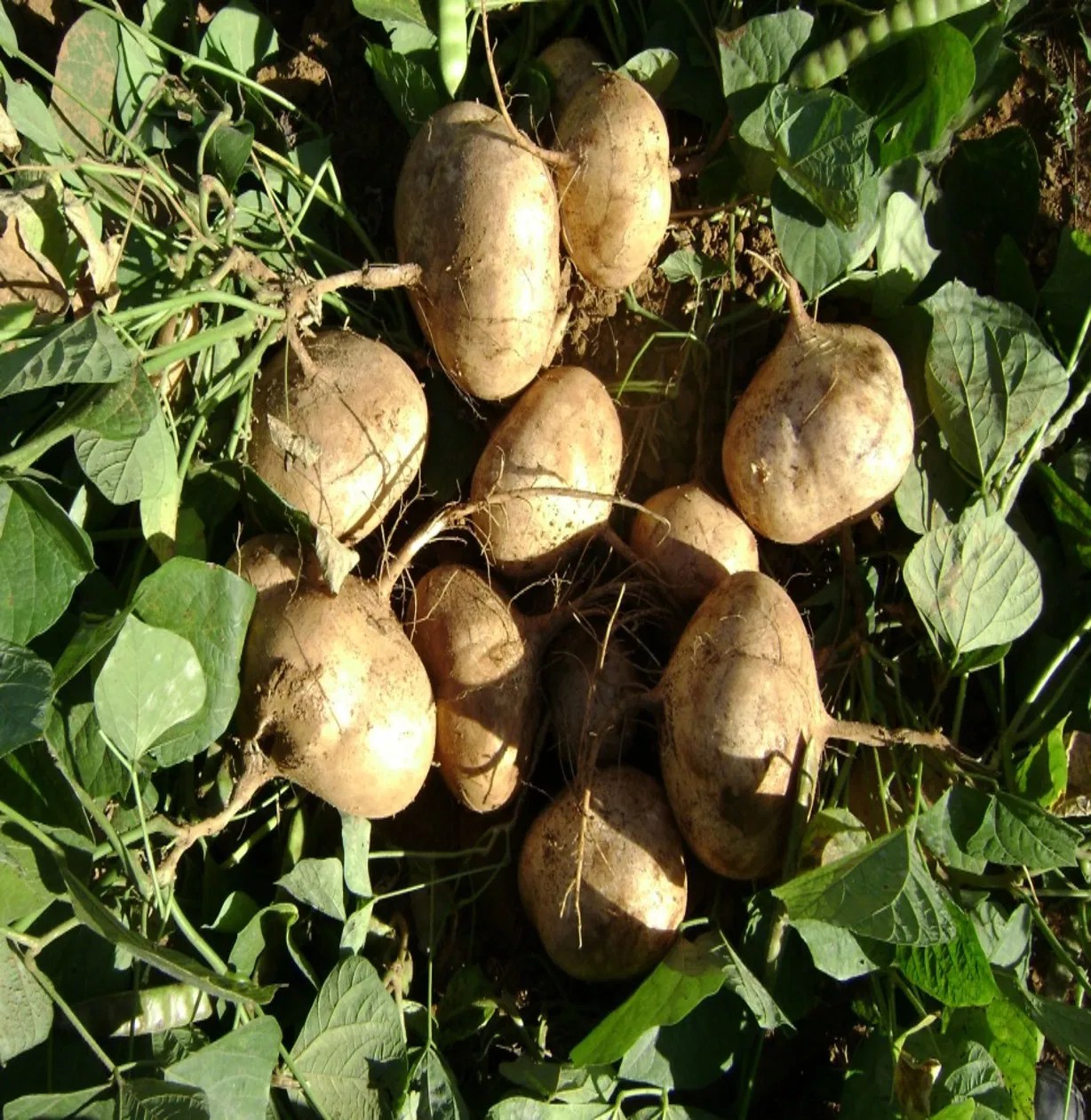 JÍCAMA AGRÍCOLA EL CAUDILLO