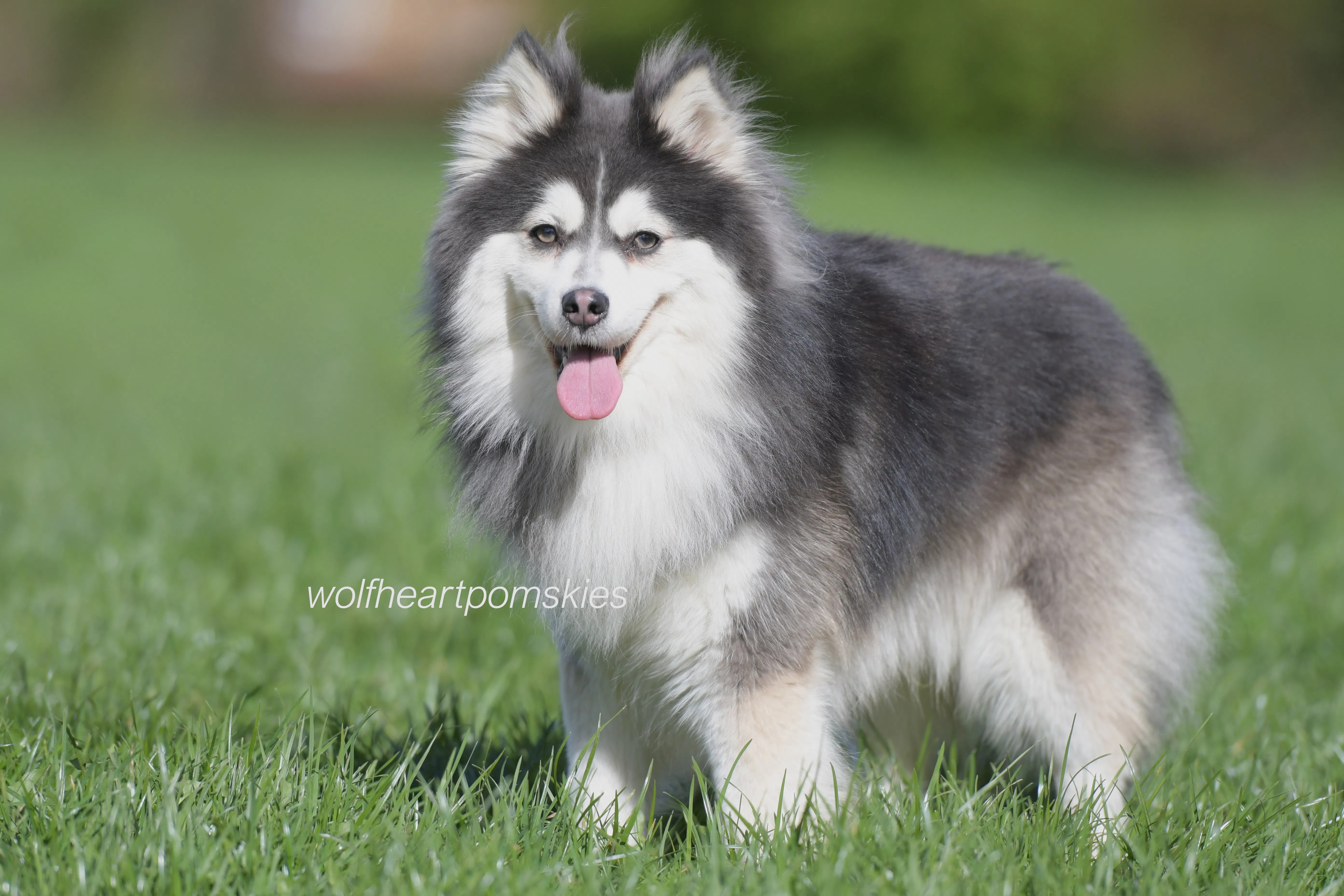 Pomsky Coat Types and Grooming Requirements Wolf Heart Pomskies UK