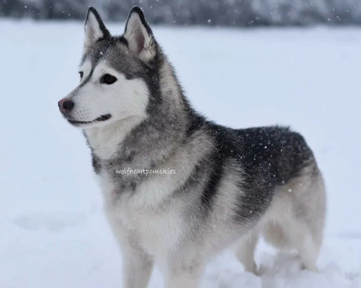 Pomsky Coat Types and Grooming Requirements Wolf Heart Pomskies UK