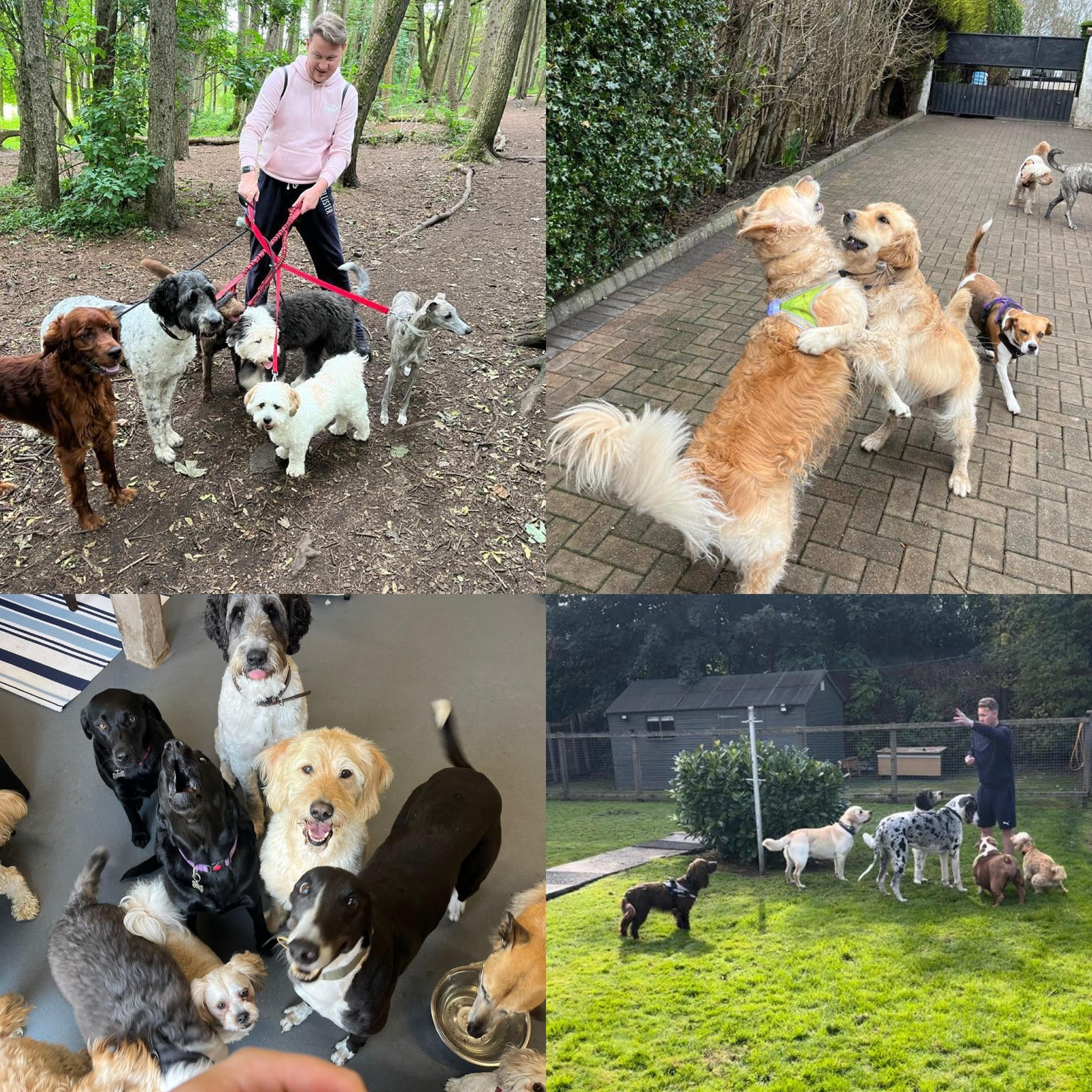 Our Services Hillcrest Doggy Daycare & Boarding