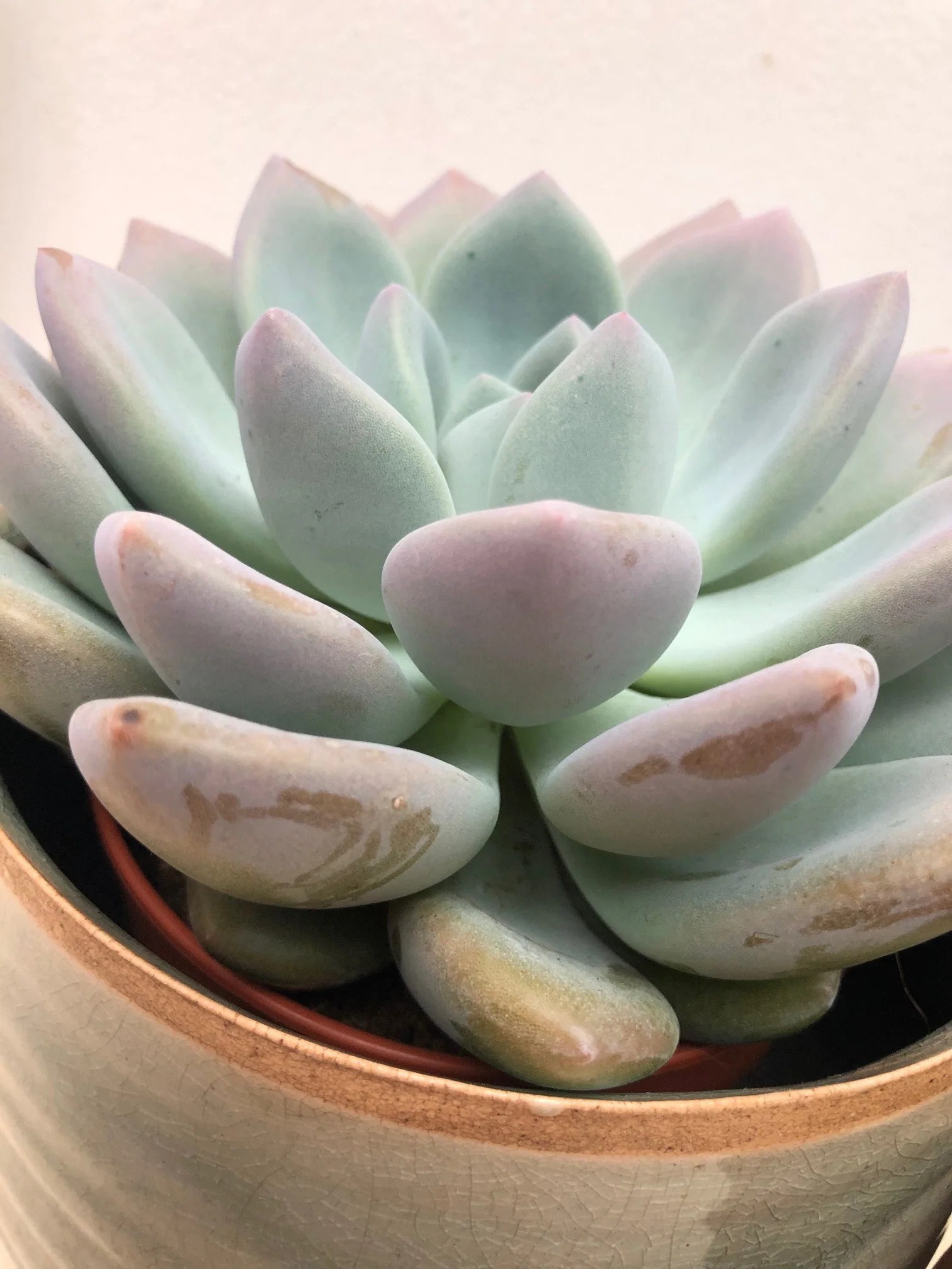 THE COMPLETE Guide for Growing Echeveria Succulents!