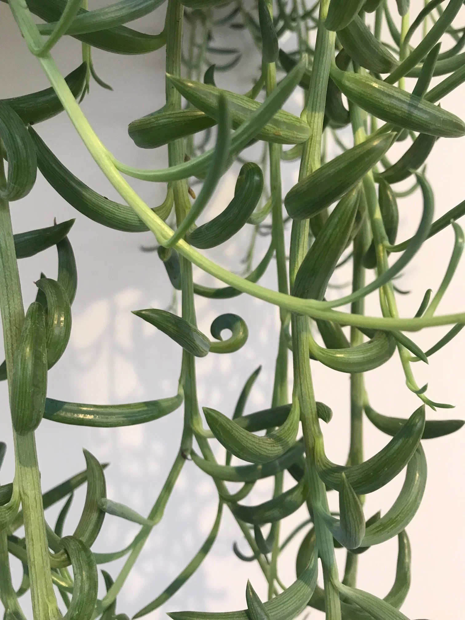 Our ULTIMATE Guide for Growing String of Bananas!