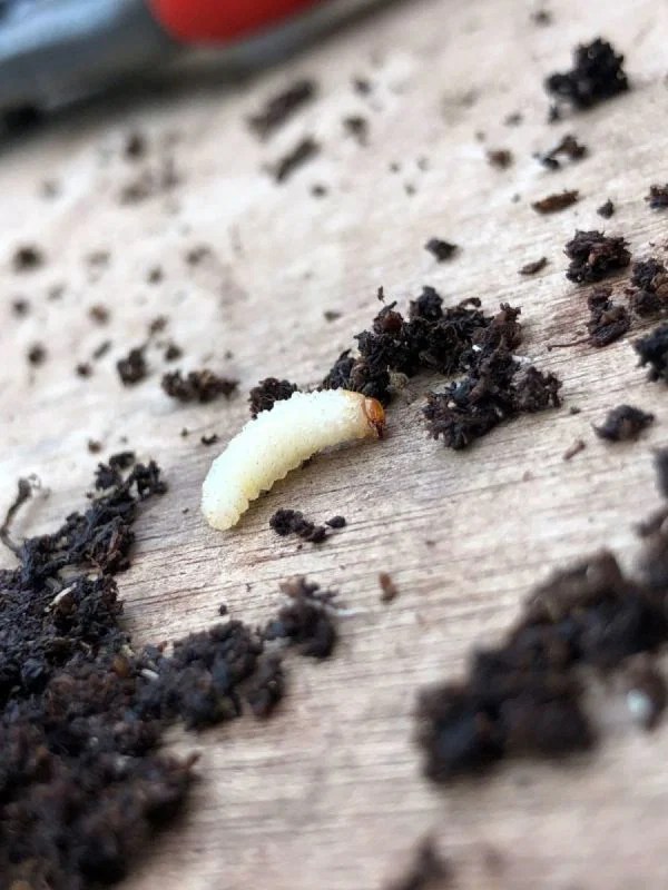 StepbyStep Guide on Killing Vine/Root Weevils!