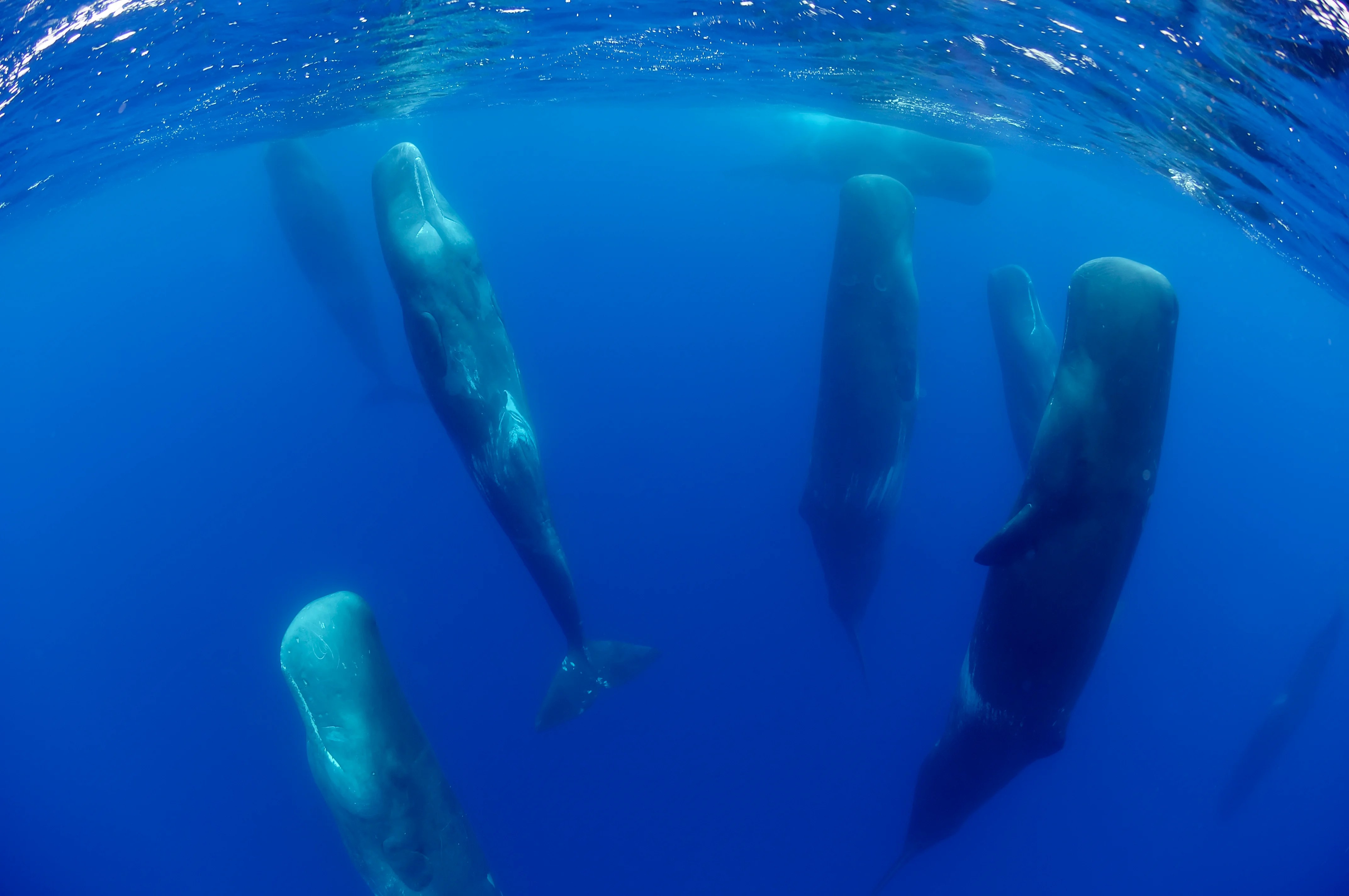 Whale Breathe Through Gills