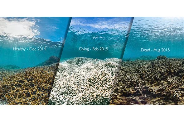 Corals May Get Temporary Reprieve from Bleaching Scientific American