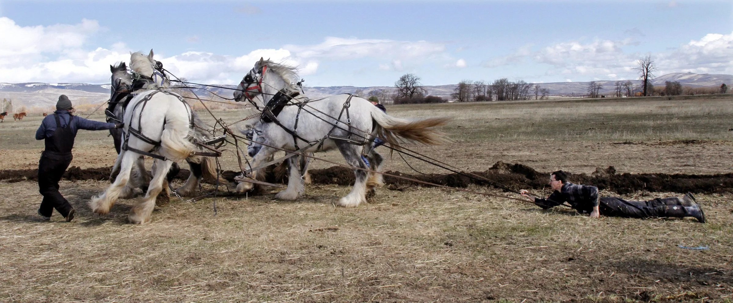 Northwest Wanderings Plow horses show surprising pull The Seattle Times