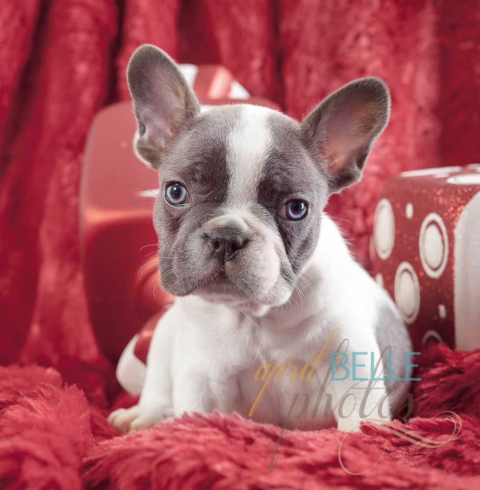 French Bulldog Puppies NYC