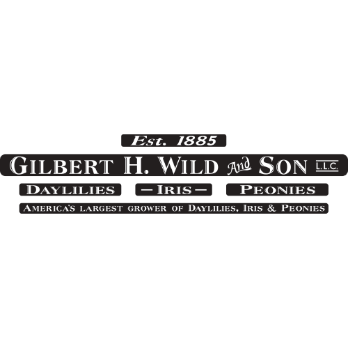 and Gilbert H Wild & Son