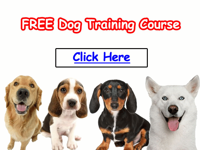 How to make a pitbull puppy stop biting Love Pets