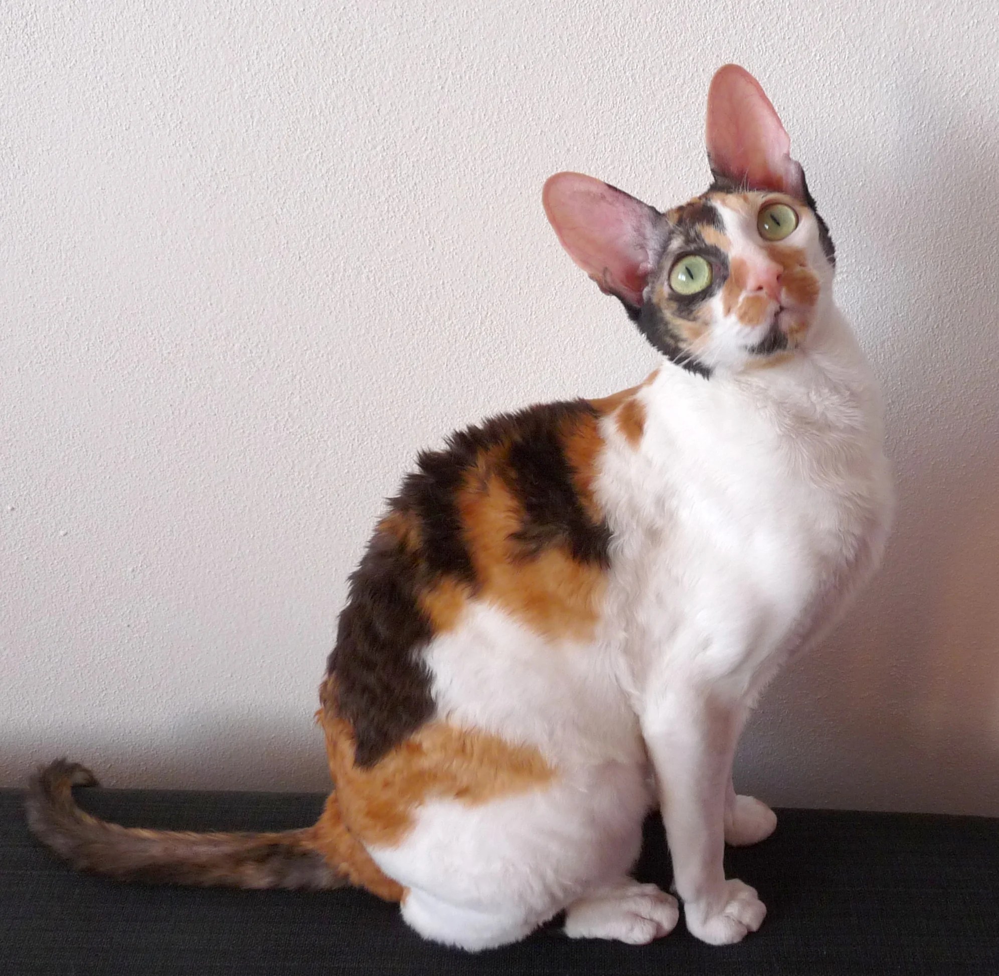 Unusual Breeds Cornish Rex