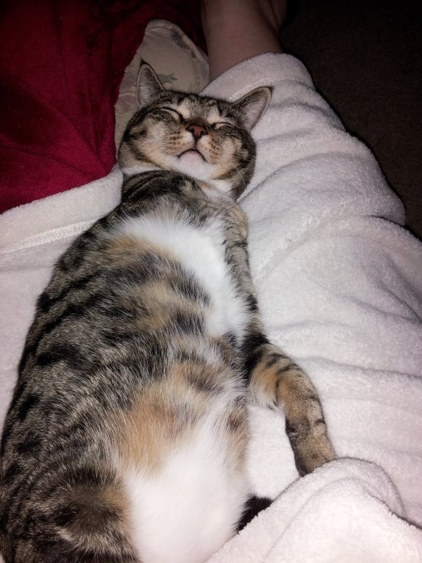 Caring for Amputee Cats