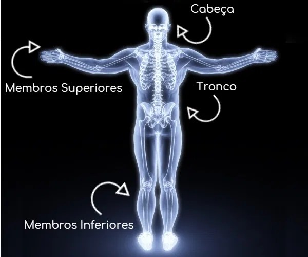 Partes do corpo humano e suas funções Significados