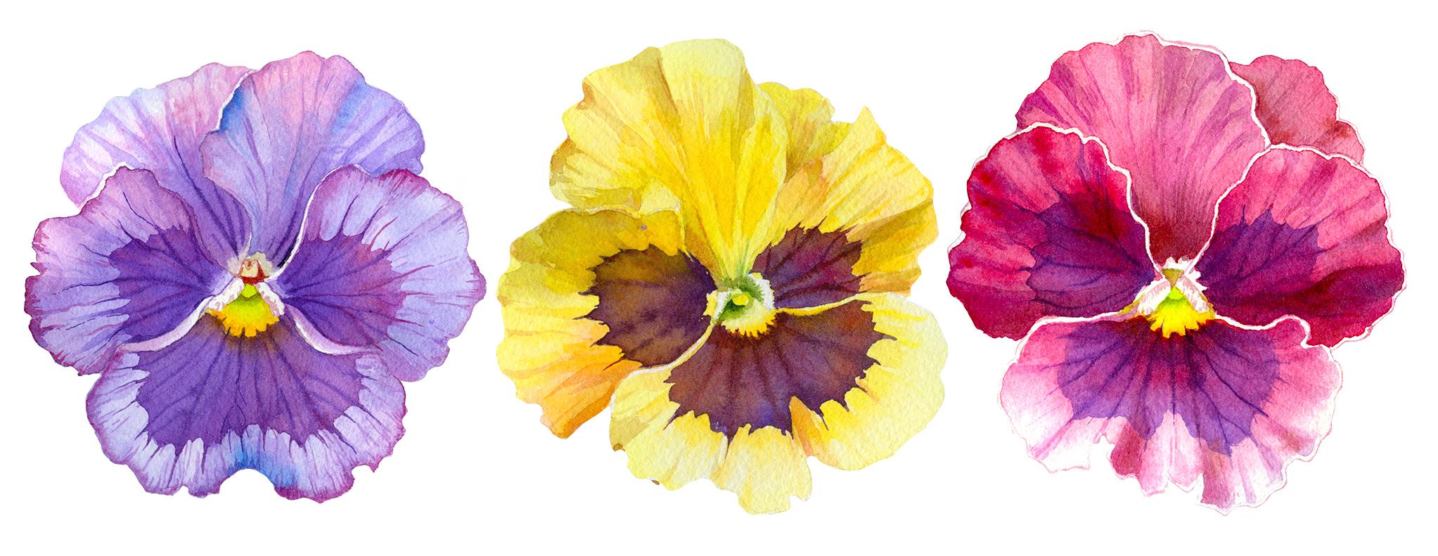 Coloring Pages Flowers Pansy