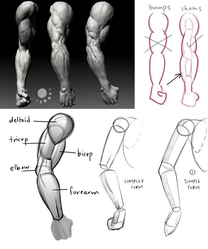 Mastering ARMS in Figure Drawing From Anatomy to Foreshortening Winged Canvas Art Skillshare