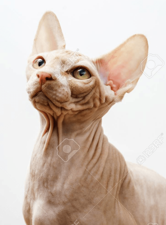 Painting a Surreal Sphynx Cat in Acrylics Charlotte Jordan Skillshare