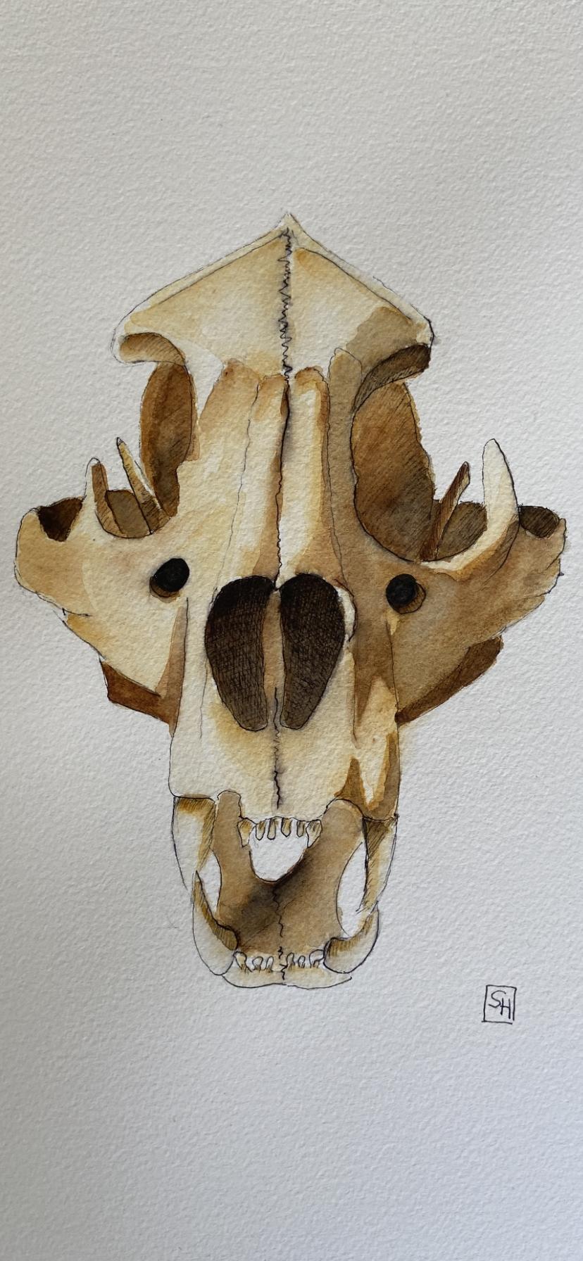 Watercolor Basics Easy Layering Workflow Painting an Animal Skull