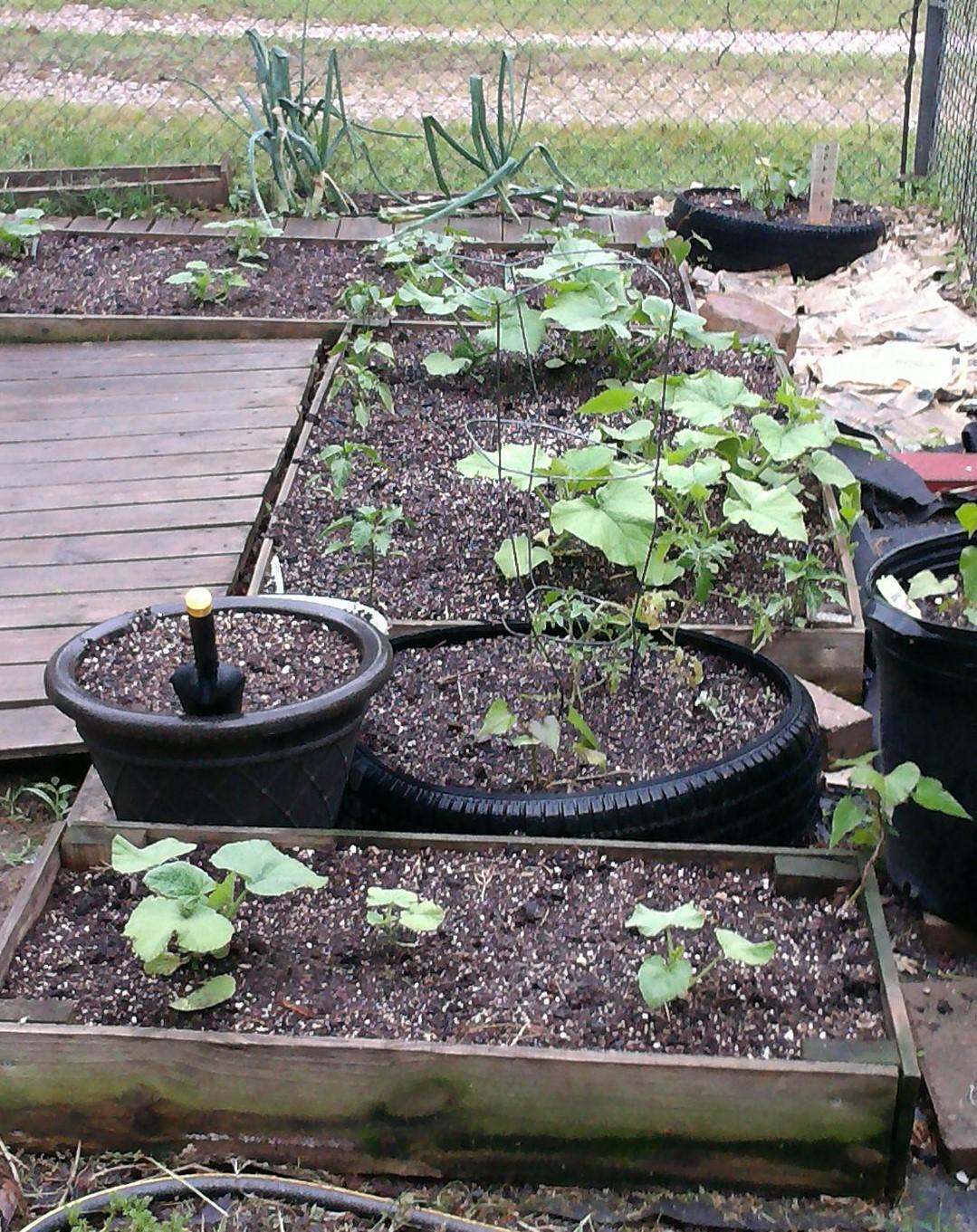 Beginner's Guide to Buiding Your Own Raised Bed Garden Container Doug