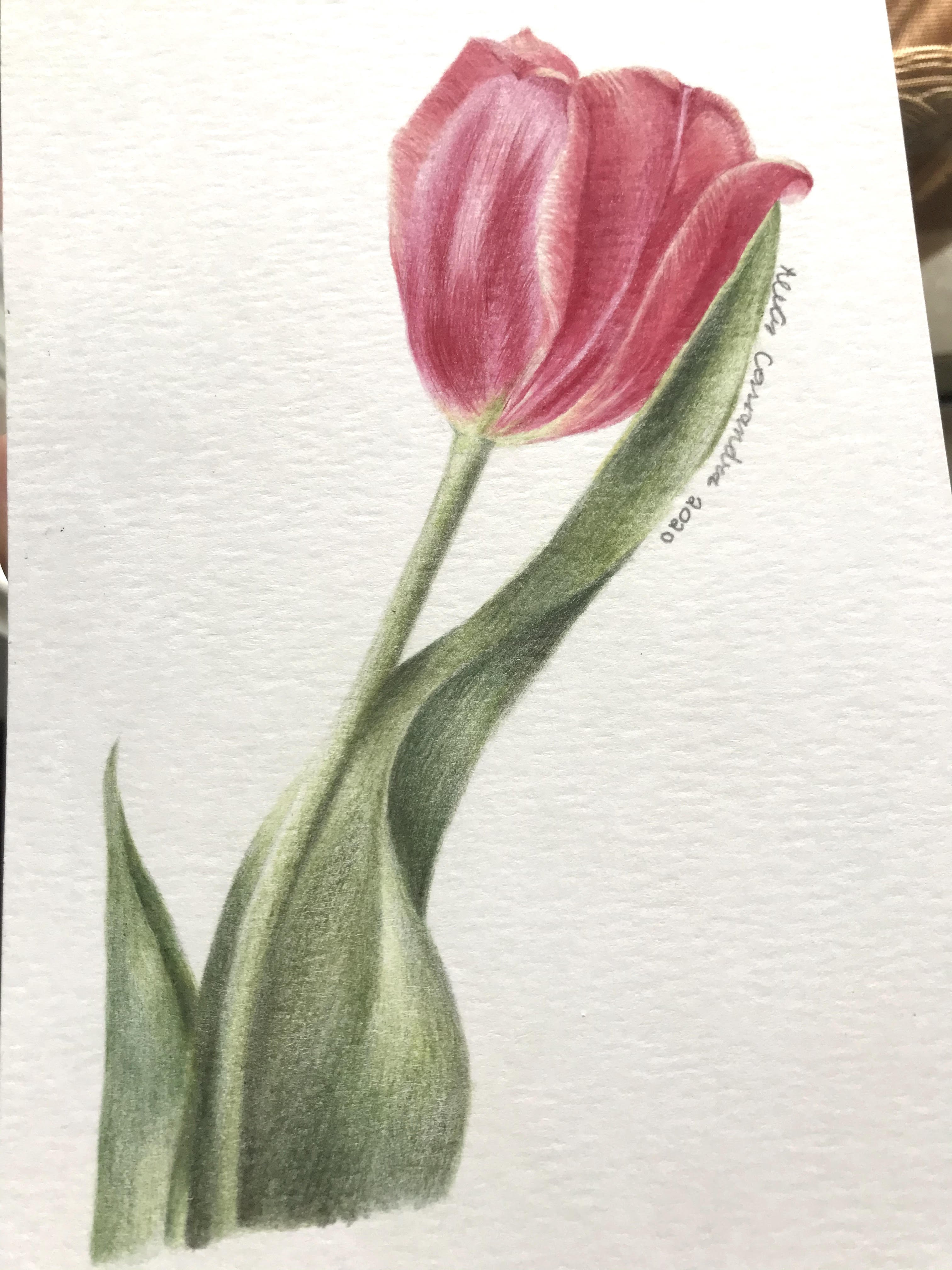 Learning Colored Pencil How to Color a Realistic Tulip