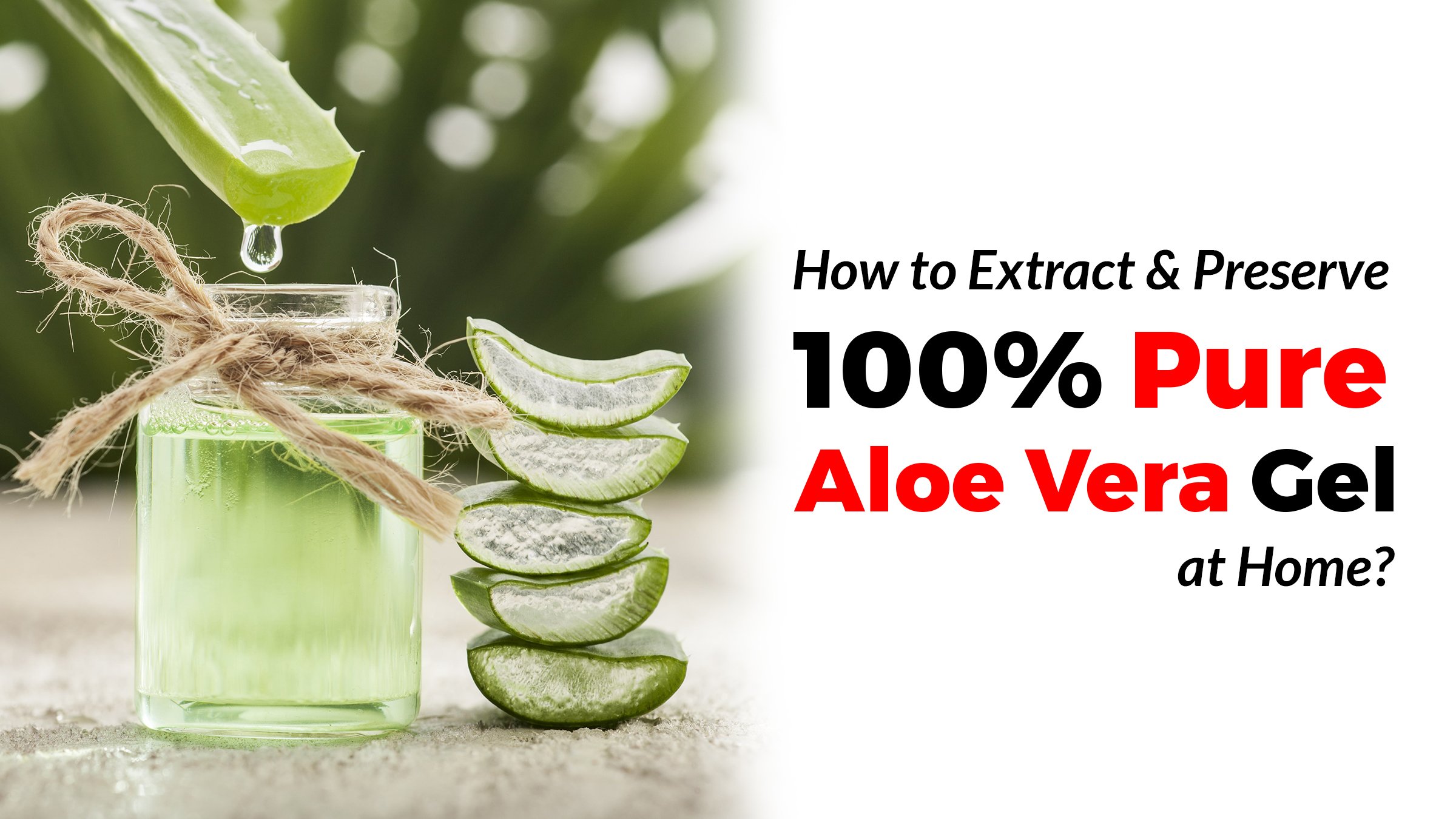 How to Extract and Preserve 100 Pure Aloe Vera Gel at Home Mathi