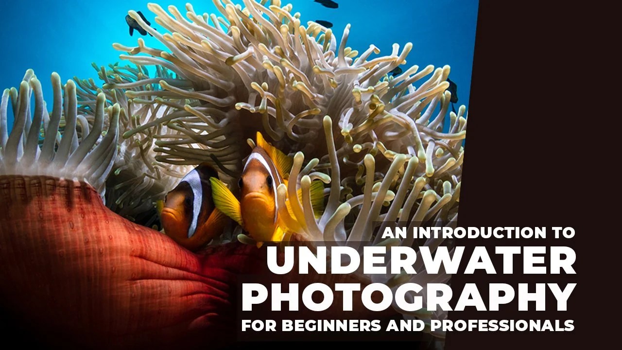 Photography Basics – The Ultimate Beginner’s.