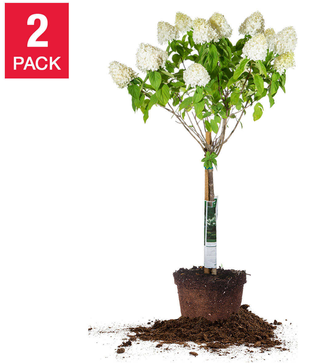 Limelight Flowering Hydrangea Tree 2 Pack 161.99 Costco