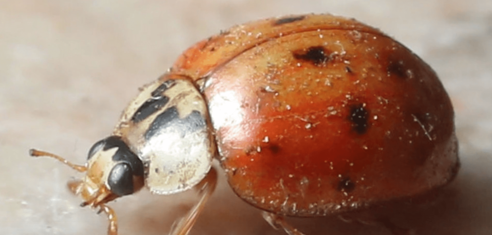 Owner Opened His Dog's Mouth And Saw Many Asian Lady Beetles Hiding