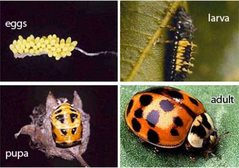 Owner Opened His Dog's Mouth And Saw Many Asian Lady Beetles Hiding