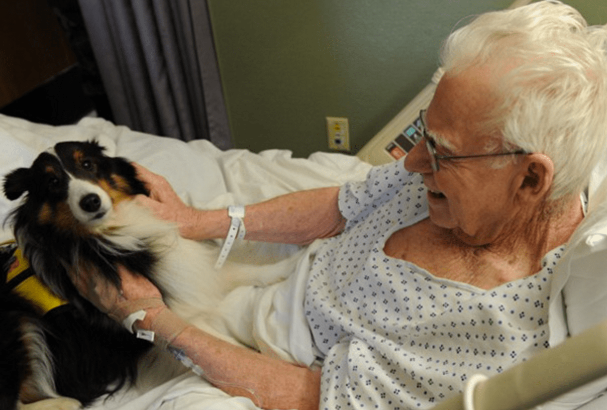 Giving The Will To Live Innovative Pet Visitation Program At Hospital
