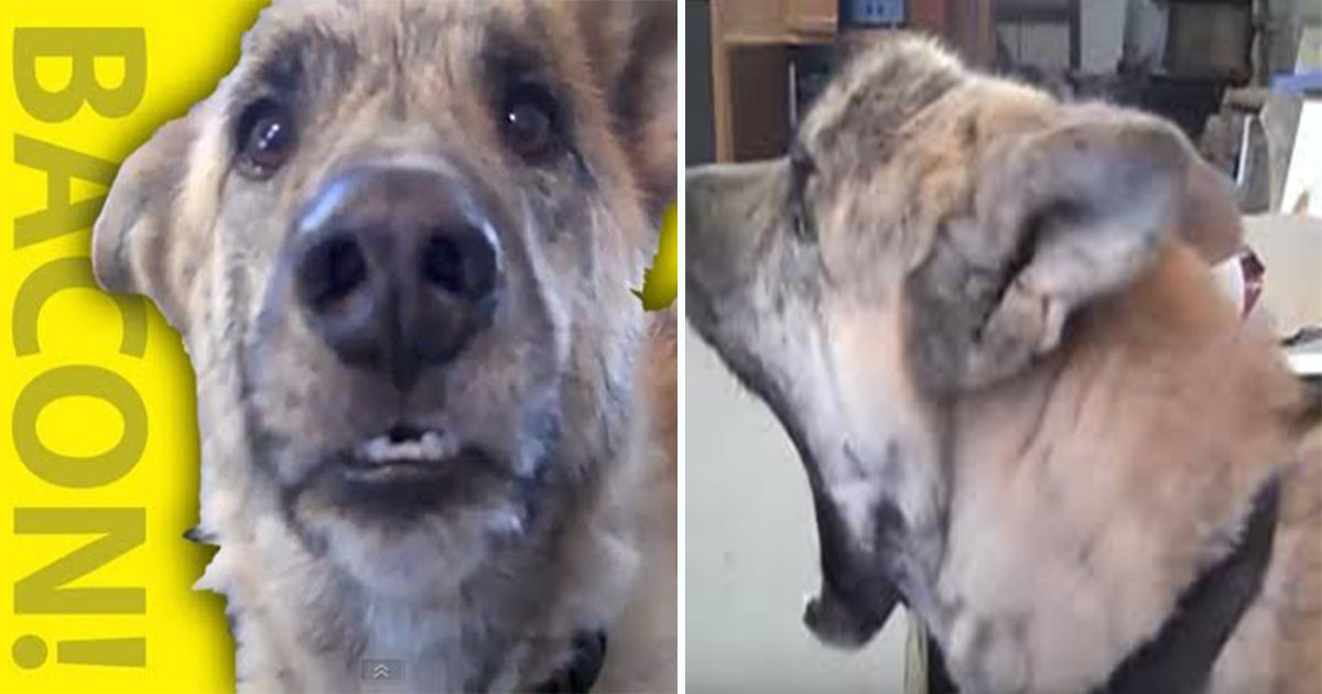 Talking Dog Had Sweet Reaction After Owner Told Him He