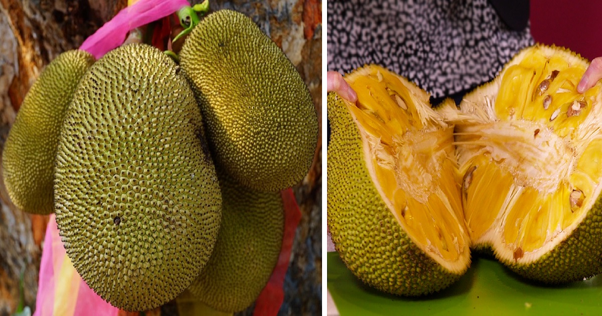 This Exotic Fruit, Called 'JackFruit' Can Save Millions From Hunger