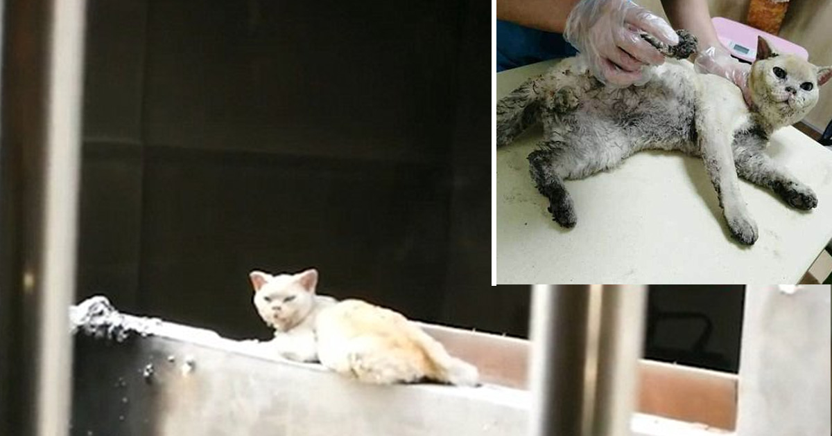 Cat Was Mourning For Its Late Owner Who Jumped Off A Building Due To