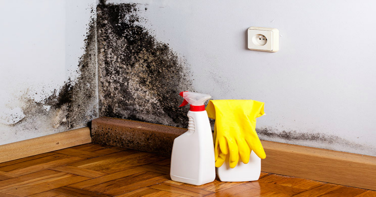 Black Mold 4 Signs It’s In Your Home & How to Get Rid of It Small Joys