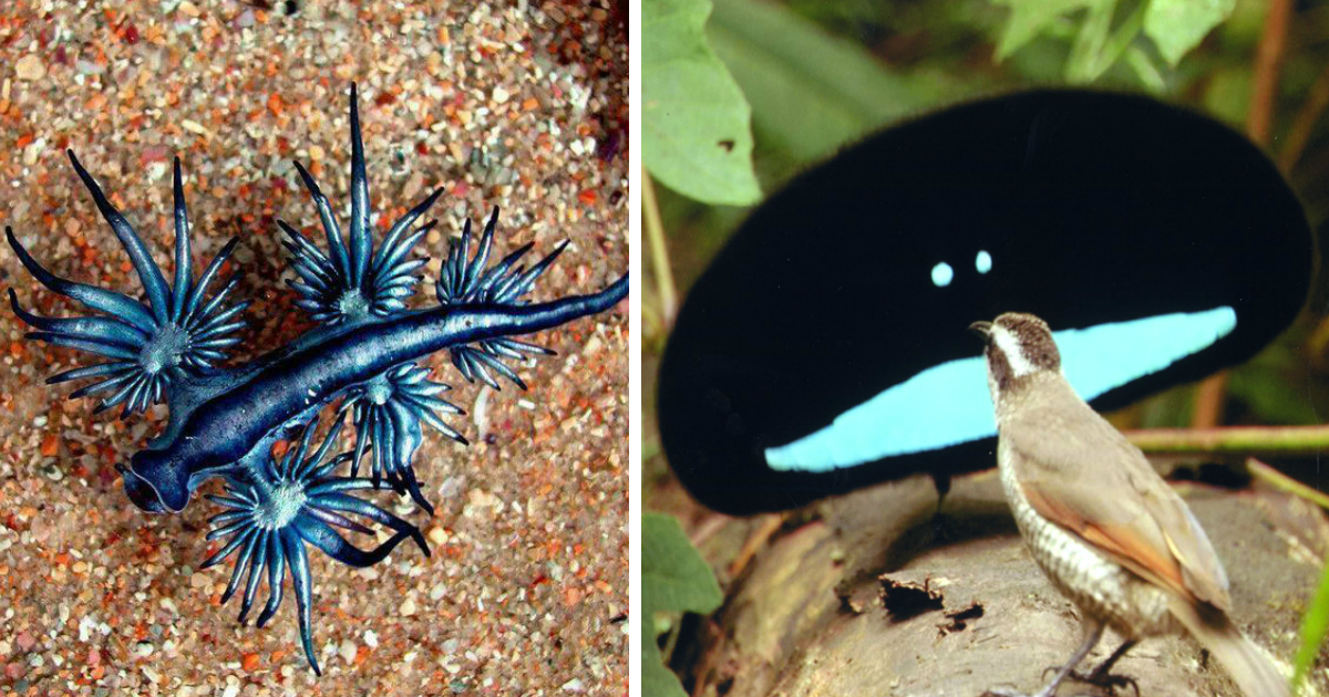 20 Of The Coolest Animal Species In The World Small Joys