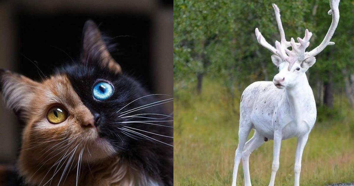 23 Cool Animals You Can Meet Once in a Lifetime Small Joys