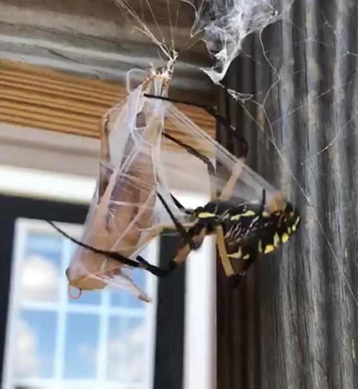 Man Offered A Locust To A Giant Spider And It Quickly Trapped It