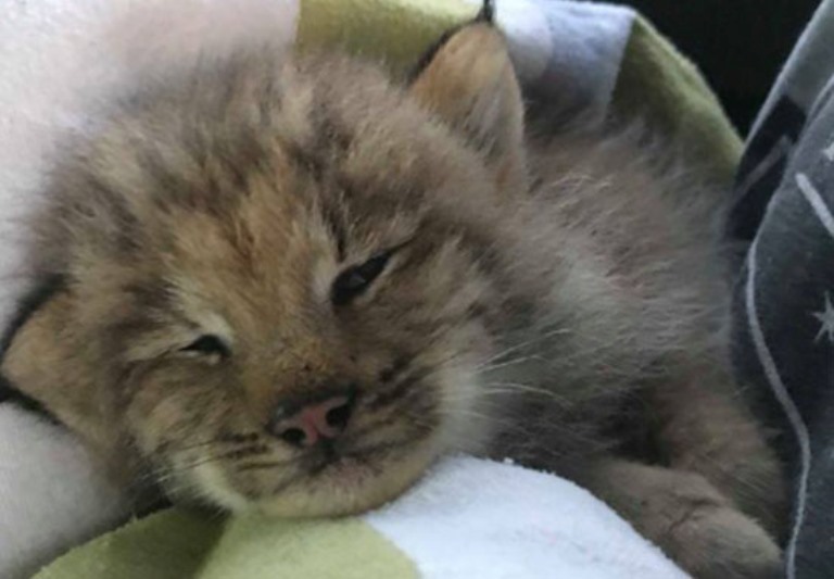 Un homme a trouvé un chaton adorable dans les bois, l'a