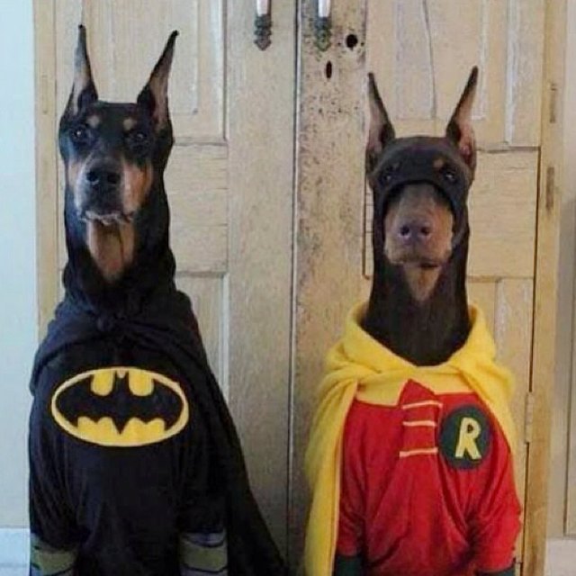 21 Awesome Duo Costumes For Two Pets Small Joys