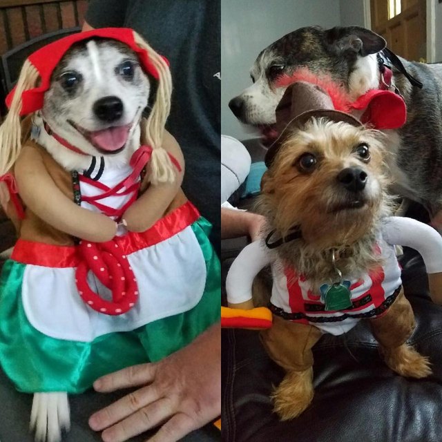 21 Awesome Duo Costumes For Two Pets Small Joys