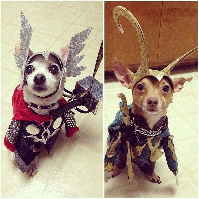 21 Awesome Duo Costumes For Two Pets Small Joys
