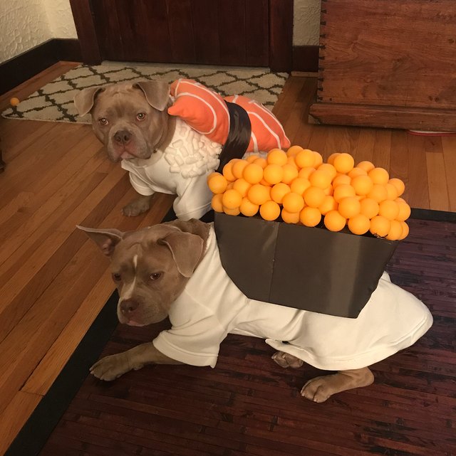 21 Awesome Duo Costumes For Two Pets Small Joys