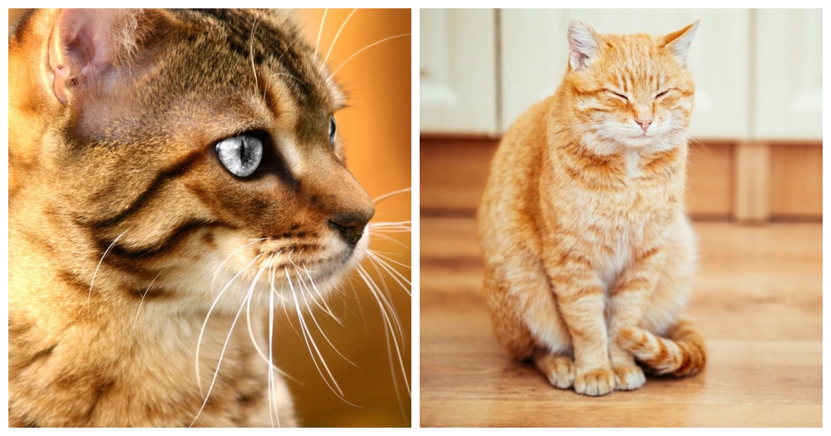 Cats Protect Their Owners From Ghosts And Negative Influences Around