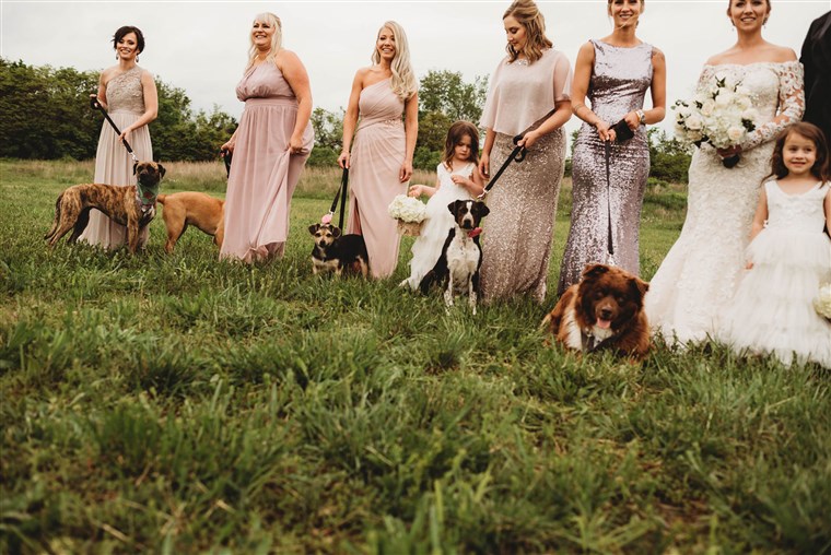 Bride Has Her Bridesmaids Carry Shelter Dogs Down The Aisle Instead Of