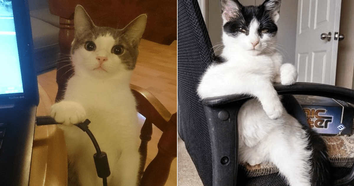 20+ Cats Who Think They're Always The Boss Small Joys