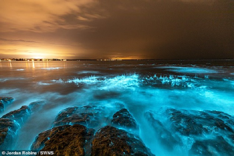 Photographer Mesmerized As He Ran His Hand Through Glowing Bioluminescent Algae In Australia