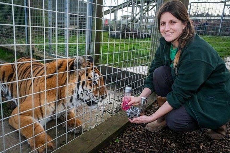 A Zoo Asked For Perfume Donations For Their Big Cats Small Joys