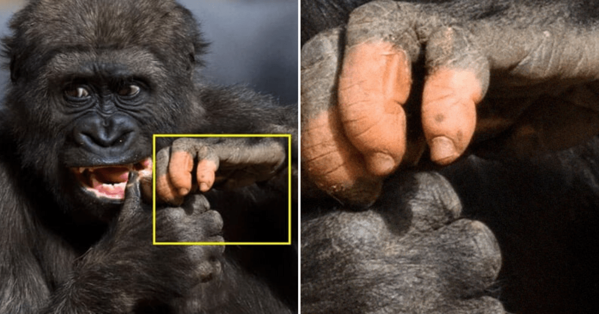 Here is A Gorilla With Human Hands Small Joys